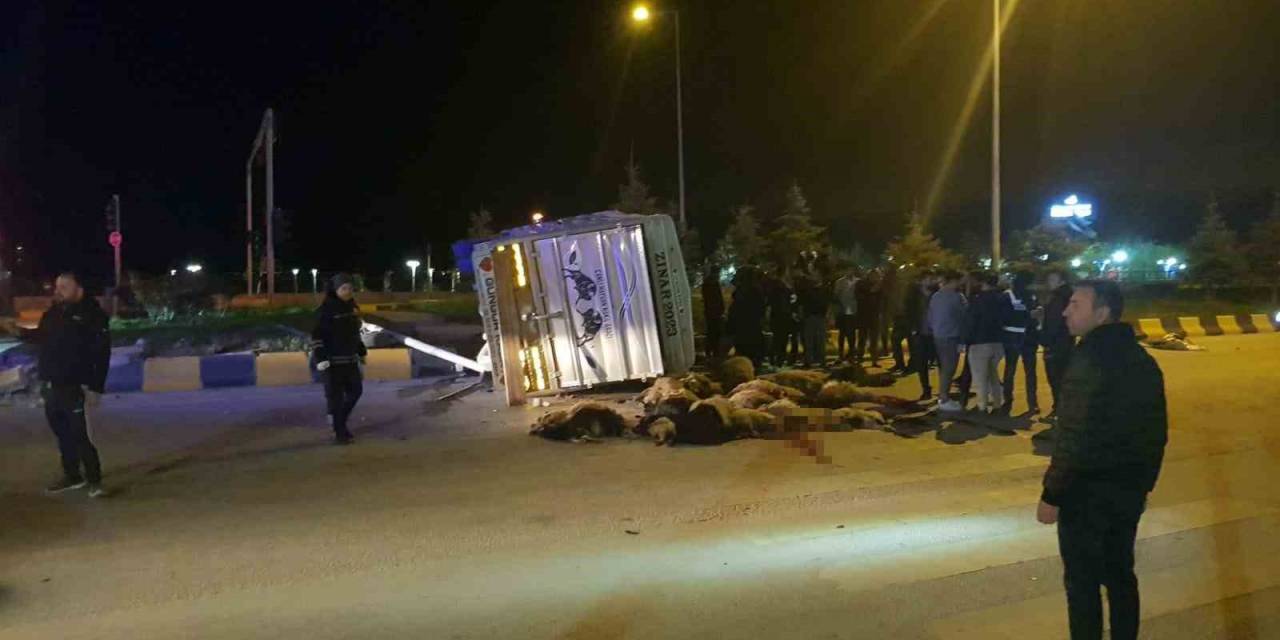 Cip İle Kamyonet Çarpıştı: 25 Hayvan Telef Oldu
