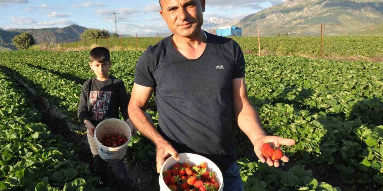 Organik Sason Çileğinde Yılın İlk Hasadı Başladı