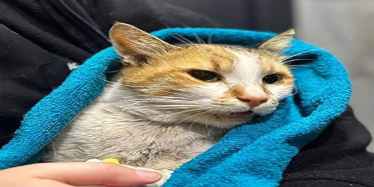 Kediye Köpek Saldırtarak Öldüren Şahıs 6 Ay Boyunca Her Ay Hayvan Konulu Bir Kitap Okuyacak