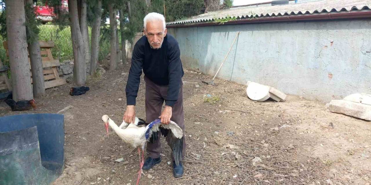 Yaralı Leylek Tedavi Edildi