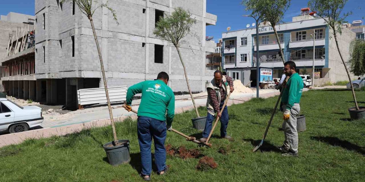 Haliliye’de Ağaçlandırma Çalışması