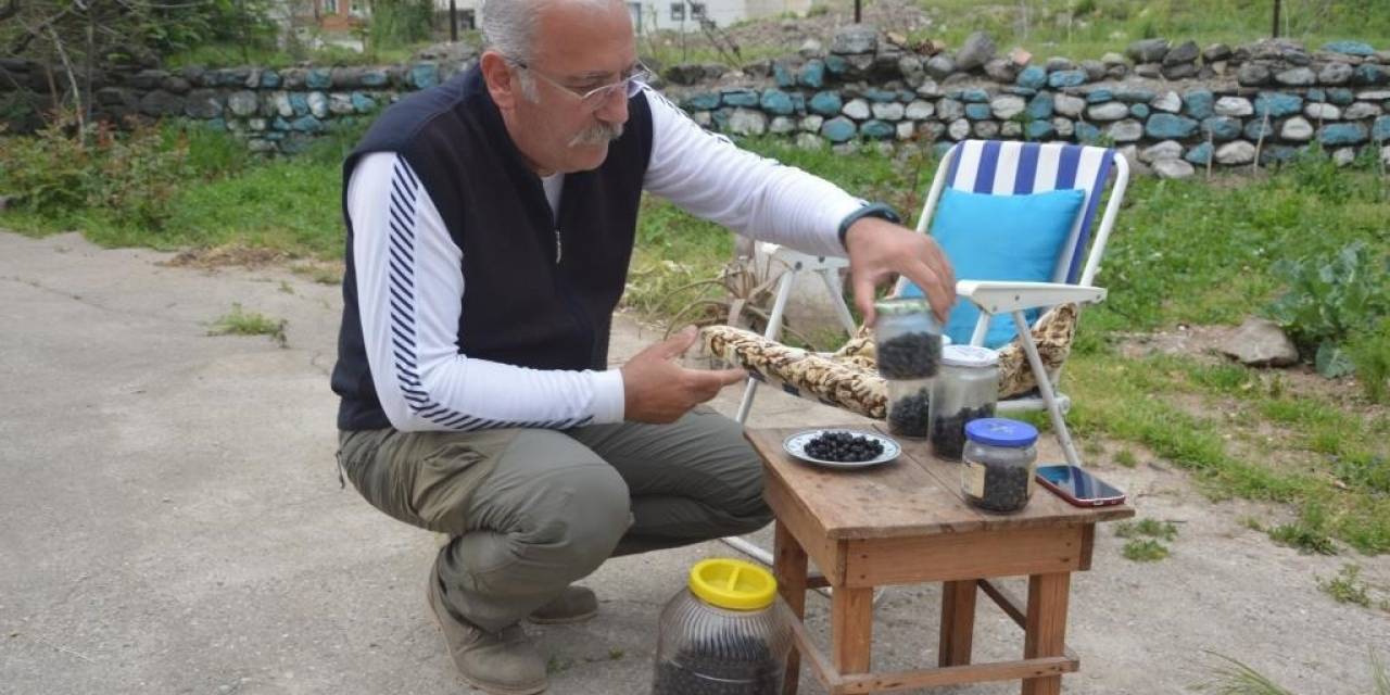 Dağdan Elleriyle Topladı, Kendi Zeytinini Yaptı
