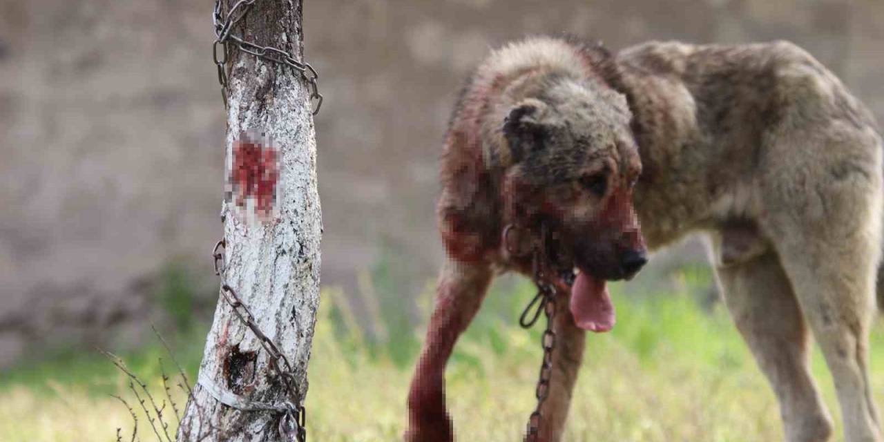 Sokak Köpeği Dehşet Saçtı: Önce Çocuğu Isırdı, Sonra Bir Başka Köpeği Boğdu