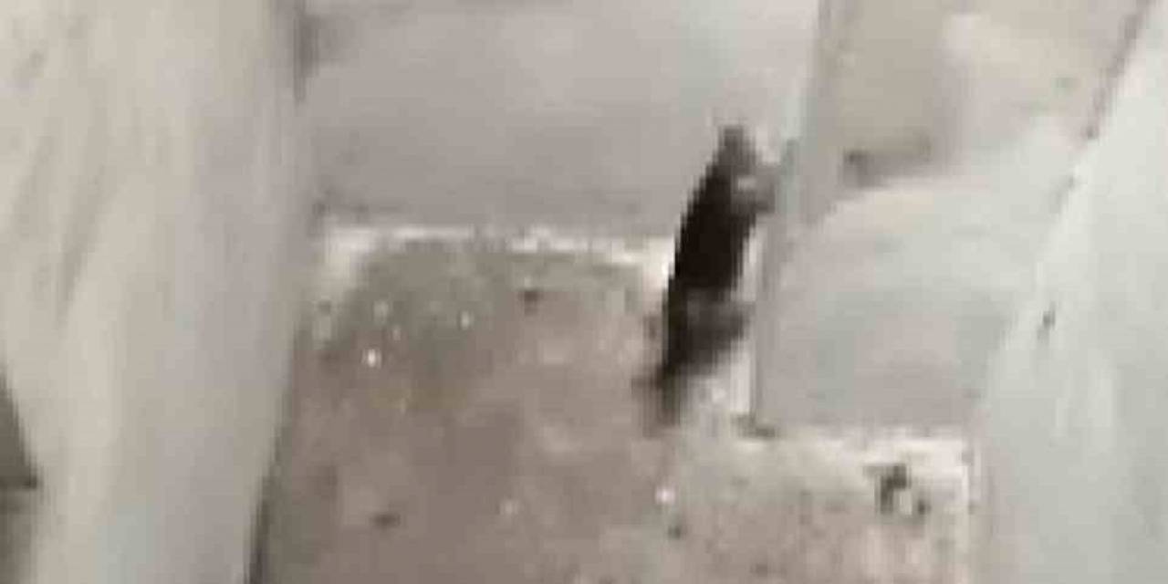 Yaramaz Kediyi Kurtarmak Hiç Kolay Olmadı