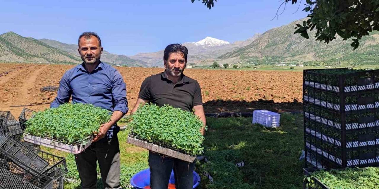 Batman’da 400 Dönümlük Alanda Kurutmalık Domates Ekimine Başlandı
