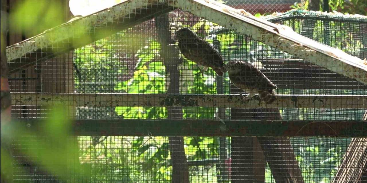 Yavru Baykuşlar Doğal Ortamına Salındı