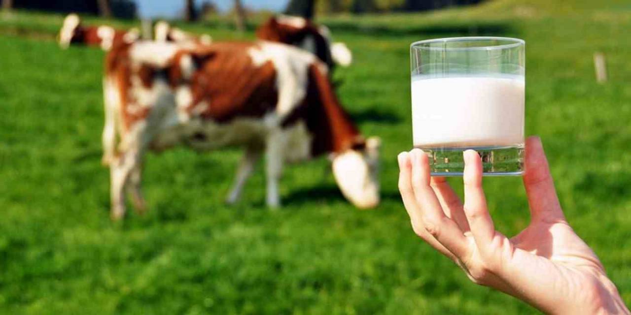 Çiğ Süt Üretimi 2022 Yılında Yüzde 7,1 Azaldı