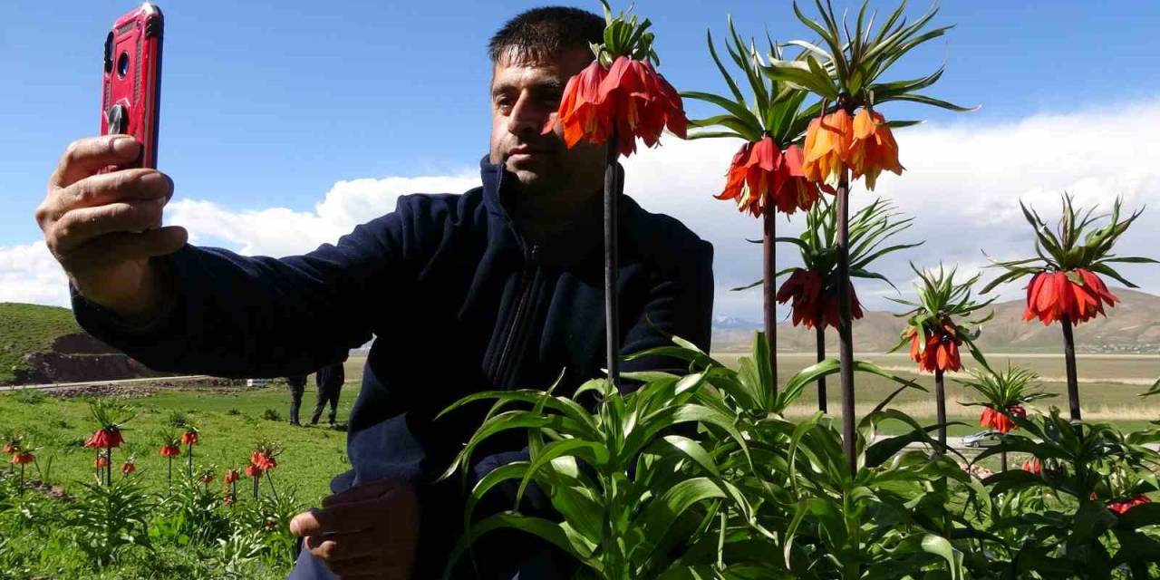 Yüksekova’da Ters Lalelere Yoğun İlgi