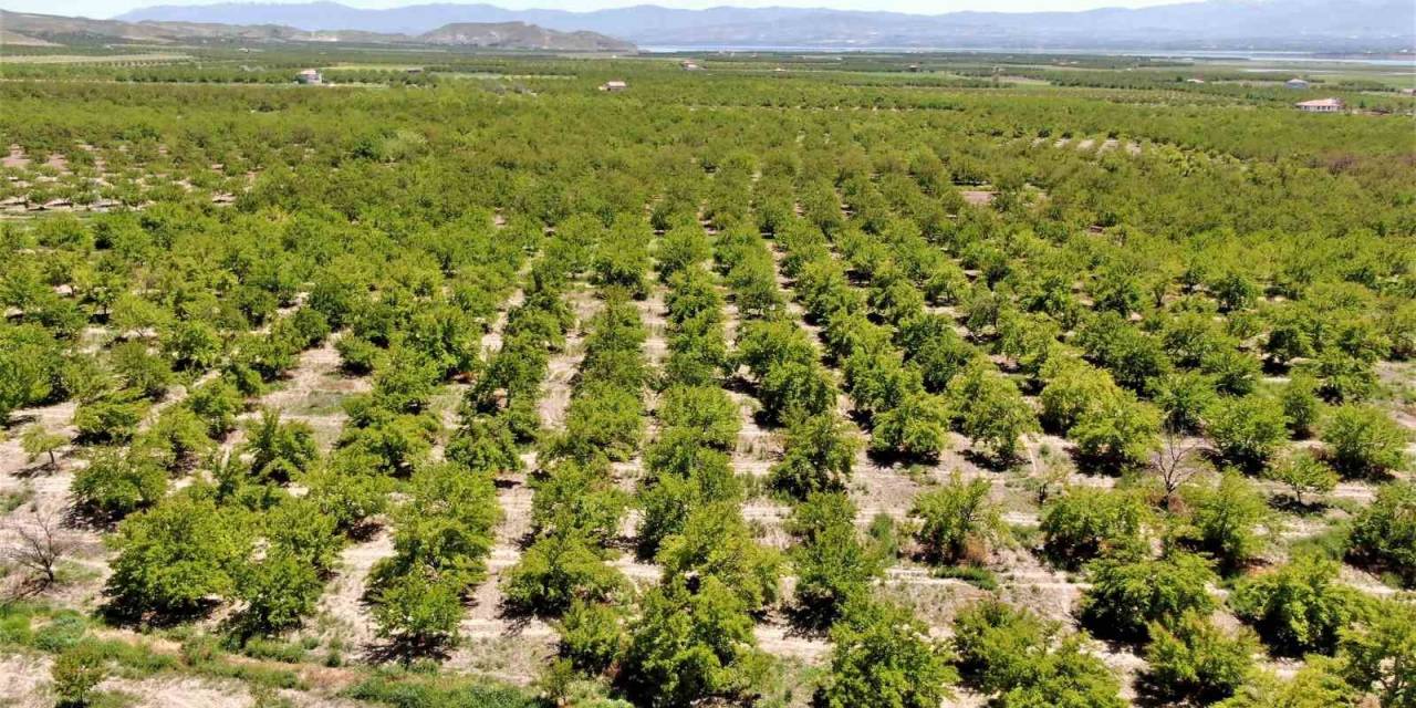 Baskil’de Kayısı Ağaçları Boş Kaldı, Rekolte Yüzde 80 Düştü