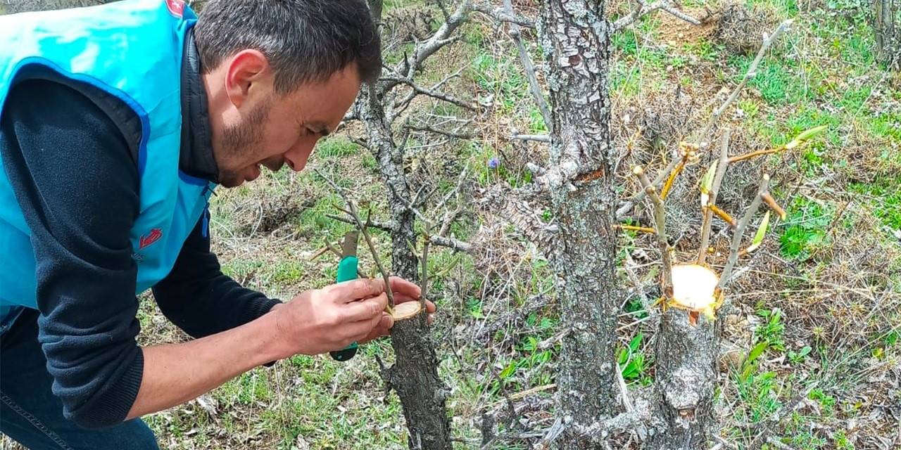 Yabani Ağaçları Meyve Vermesi İçin Gönüllü Olarak Aşılıyor