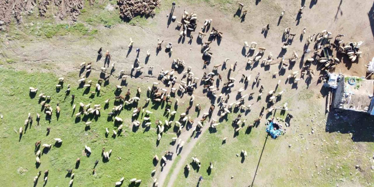 3 Bin Rakımda Koyun Ve Kuzuların Buluşması