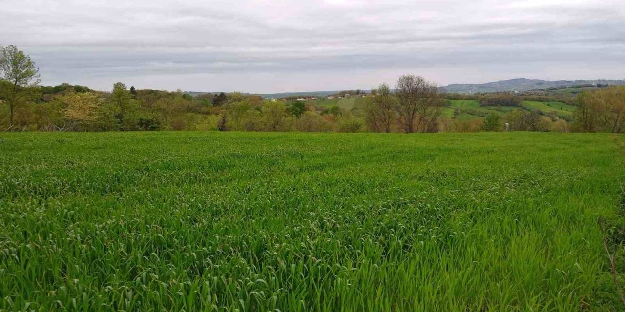 Sinoplu Ziraat Mühendisi Uyardı: “yanlış Buğday Tohumu Seçimi İlaç Kullanmak Zorunda Bırakıyor”