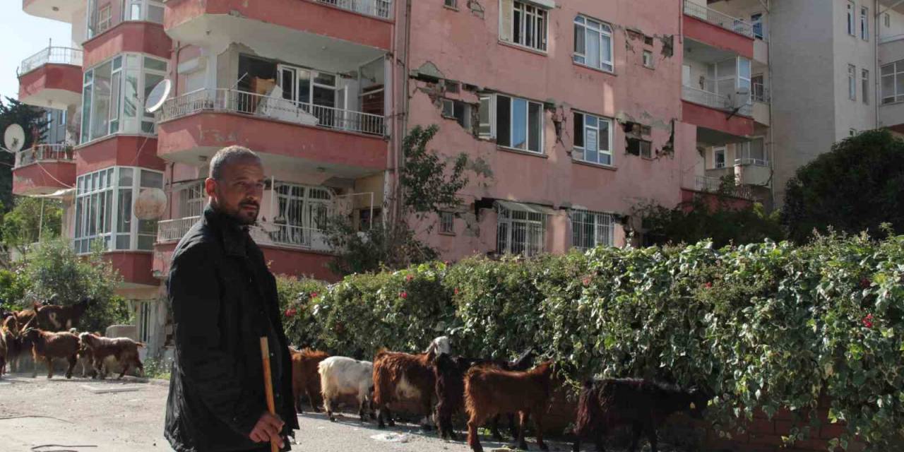 Hatay Sokakları Keçilere Kaldı