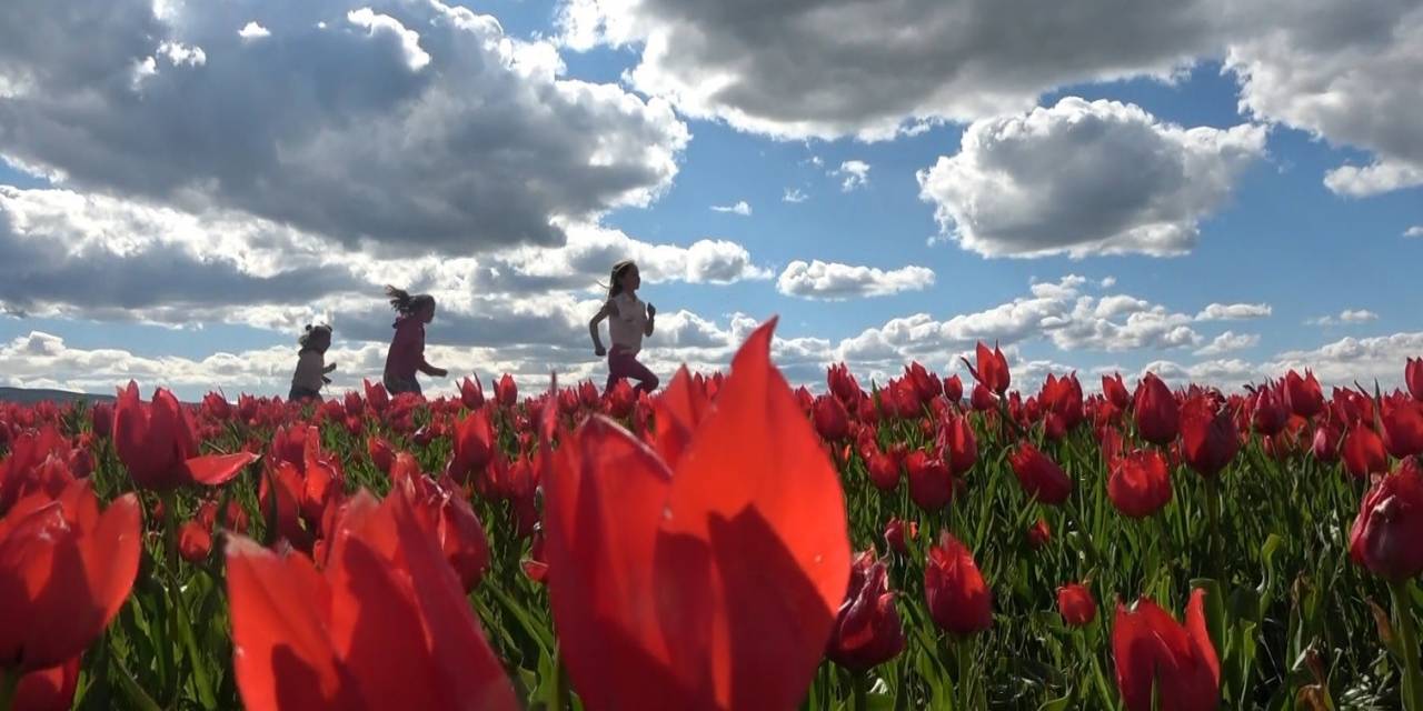 Muş Lalesini Korumak İçin Yıllardır Tarlasını Ekmiyor