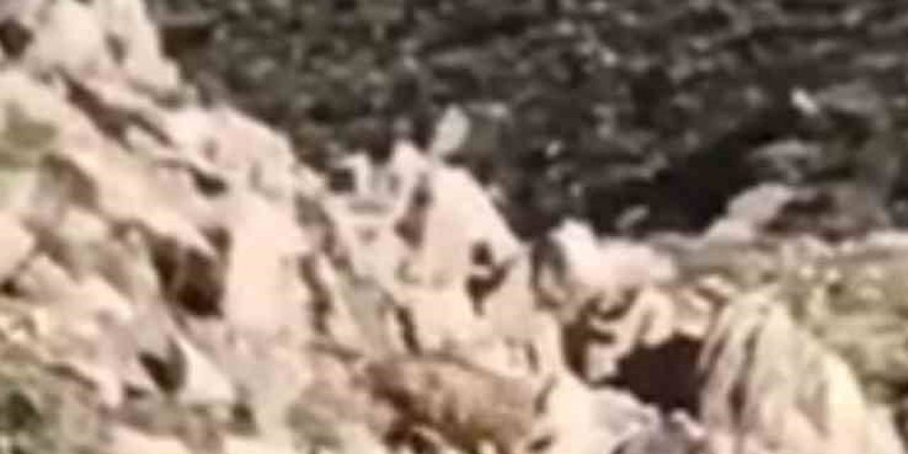 Elazığ’da Nesli Tükenmekte Olan Afrika-asya Sırtlanı Görüldü