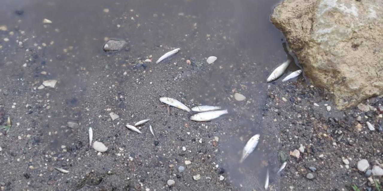 Balıkları Sıvı Gübre Atığı Öldürmüş