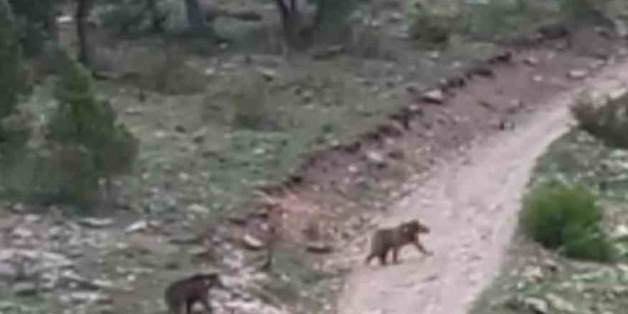Yağmuru İzlerken Karşılaştılar, Arabadan İnmeye Korktular