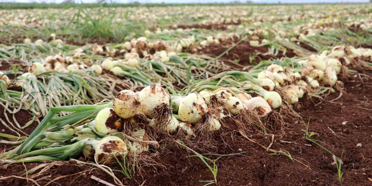 Soğan Fiyatları 6-7 Liraya Kadar Düştü, Ürünler Tarlada Kaldı