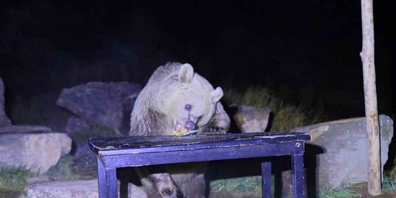 Nemrut’un Ayıları Kış Uykusundan Uyandı