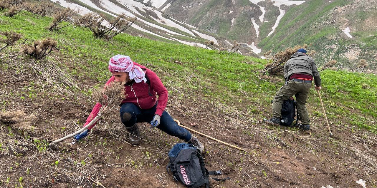 Pancar Toplamak İçin Dağlara Tırmanıp Kilometrelerce Yürüyorlar