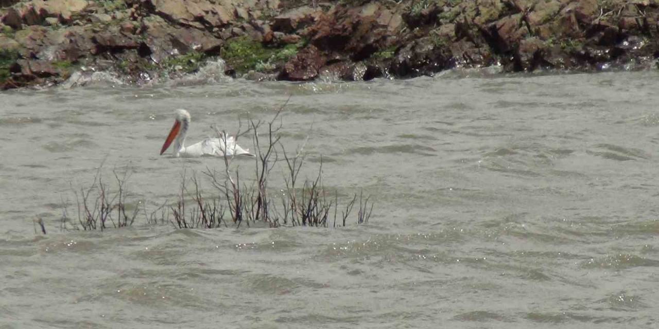 Pelikan Ailesi Kars Barajı’nda Görüntülendi