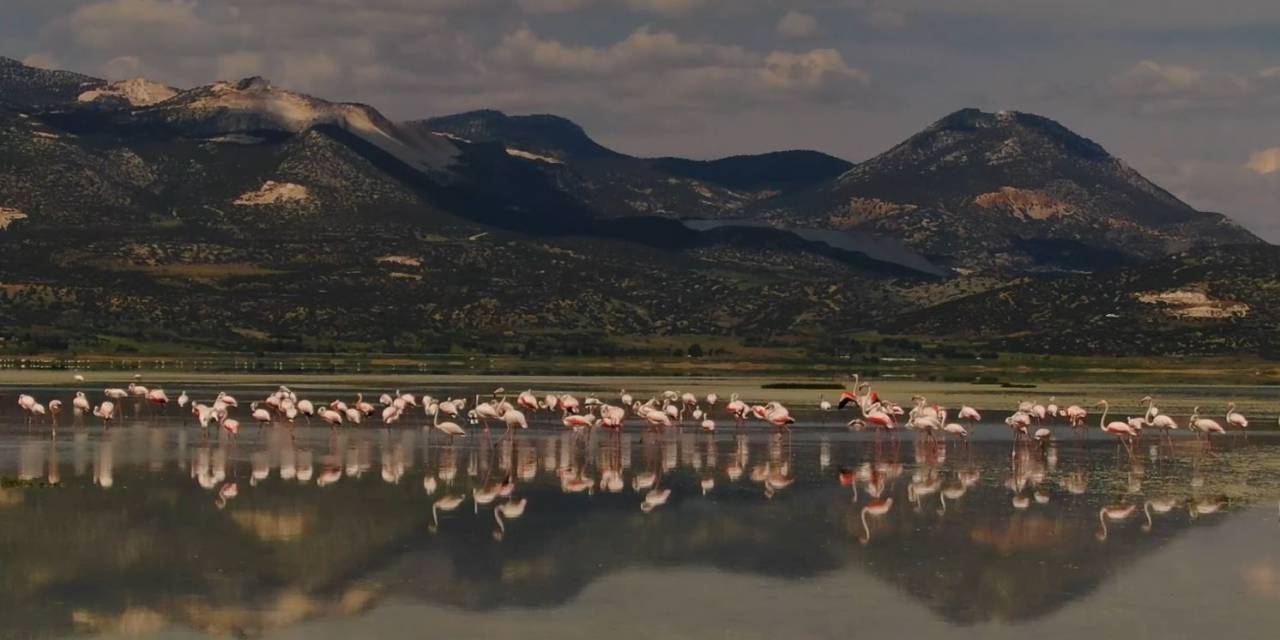 Göle Gelen Binlerce Flamingo Renkli Görüntüler Oluşturdu
