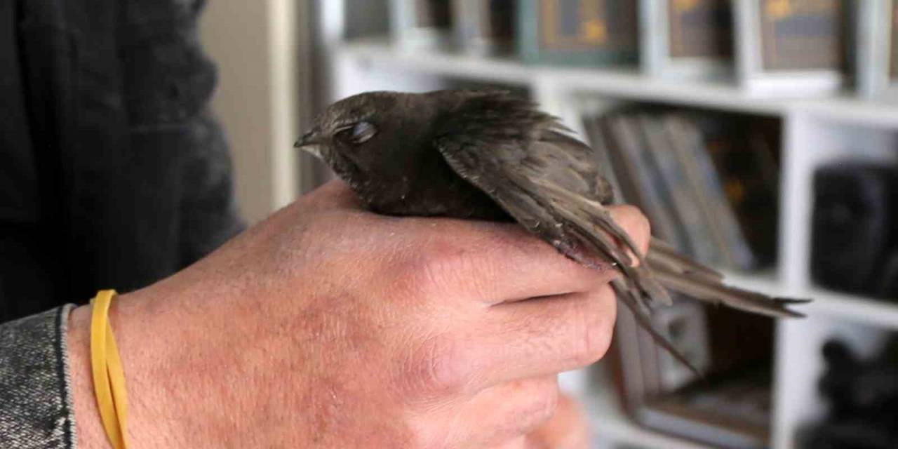 Ebabil Kuşu Sivas’ta Yaralı Olarak Bulundu