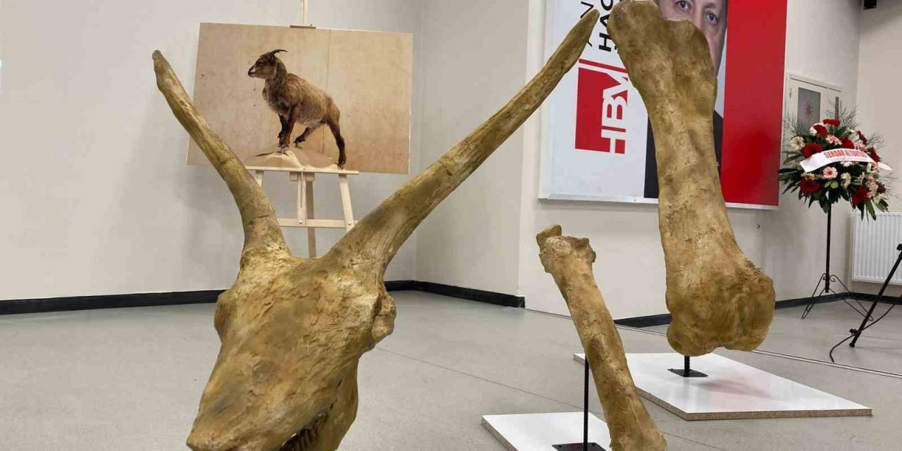 Afrika’daki Hayvanların 7,5 Milyon Yıl Önce Anadolu’da Yaşadığı Keşfedildi