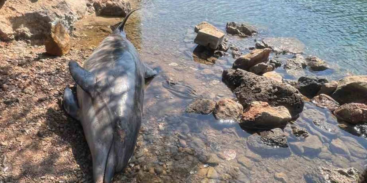 Bodrum Cennet Koyda Ölü Yunus Balığı Karaya Vurdu