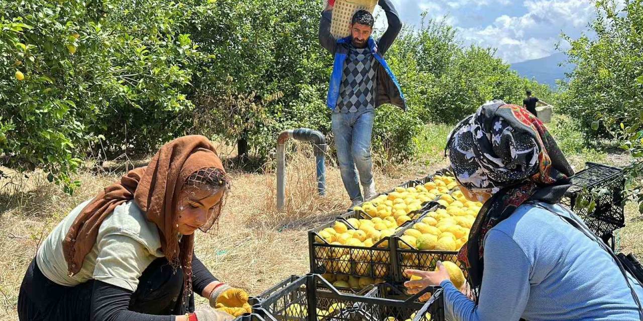 Depremzede Arsuzlu Çiftçilerin Limonları Dalında Kalmadı
