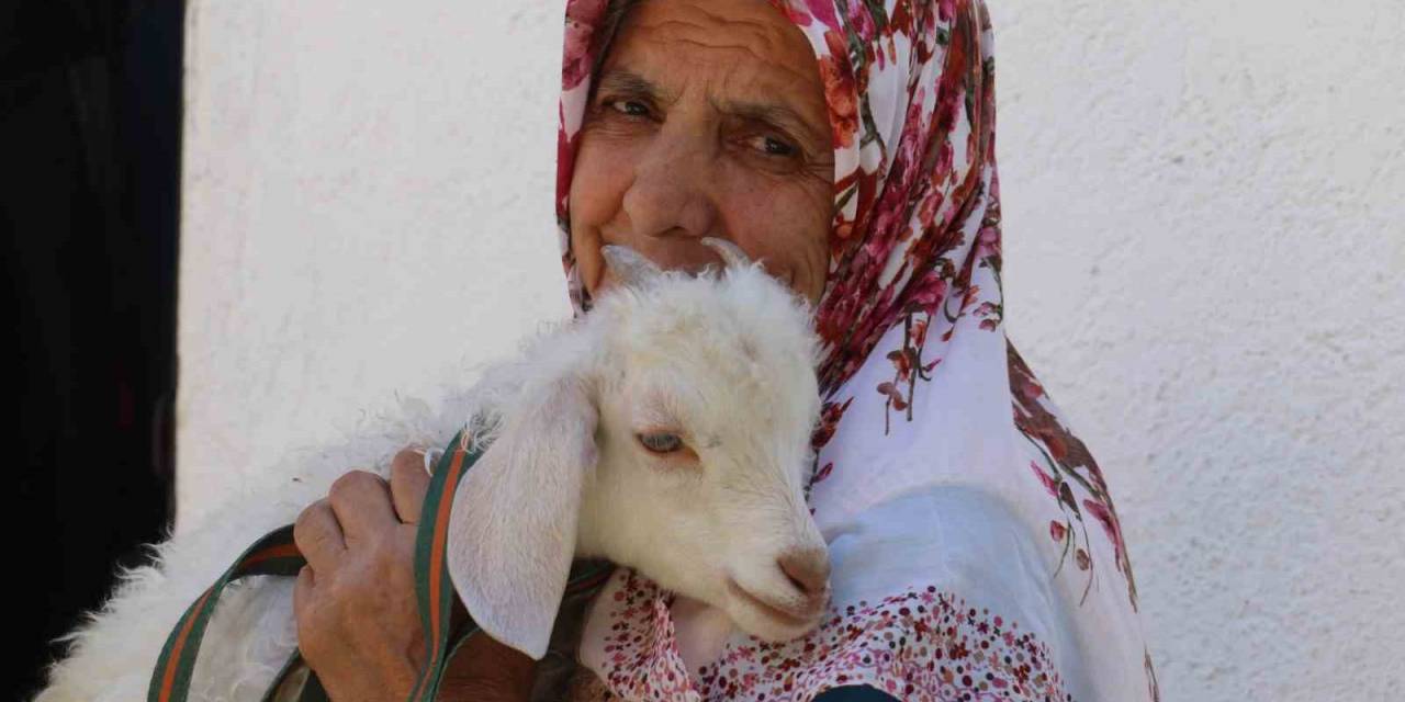 Kuzusuna Bebek Gibi Bakıyor, Yanından Hiç Ayırmıyor