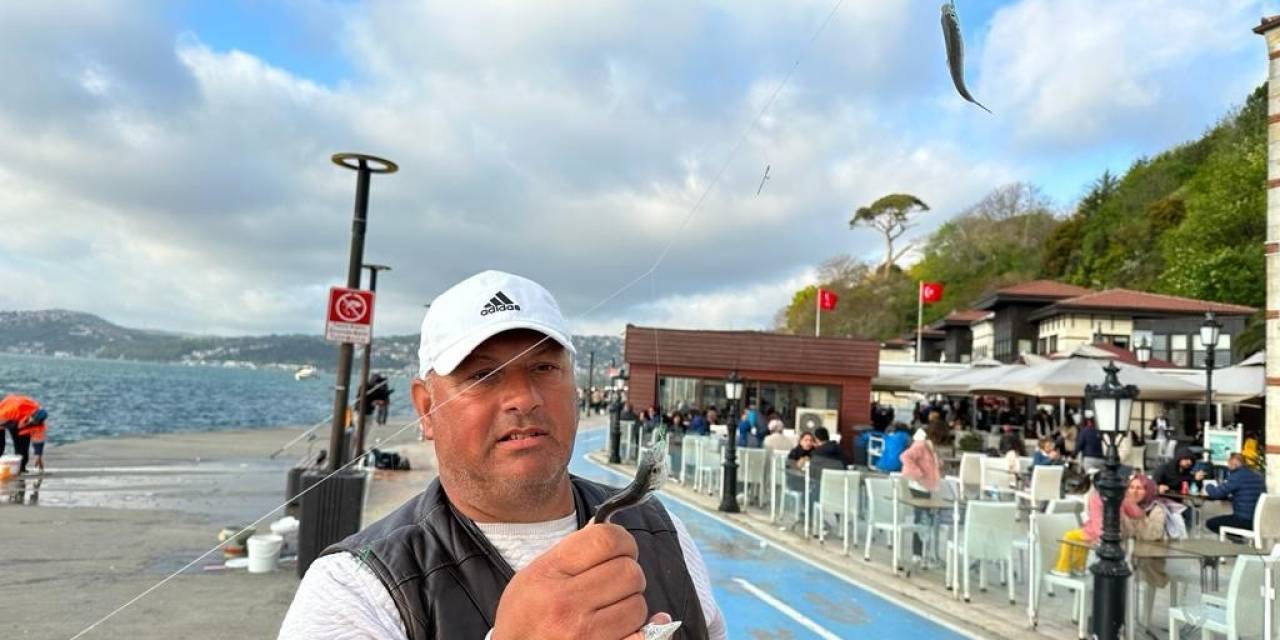 İstanbul Boğazı’nda İstavrit Bolluğu Oltacıları Sevindirdi