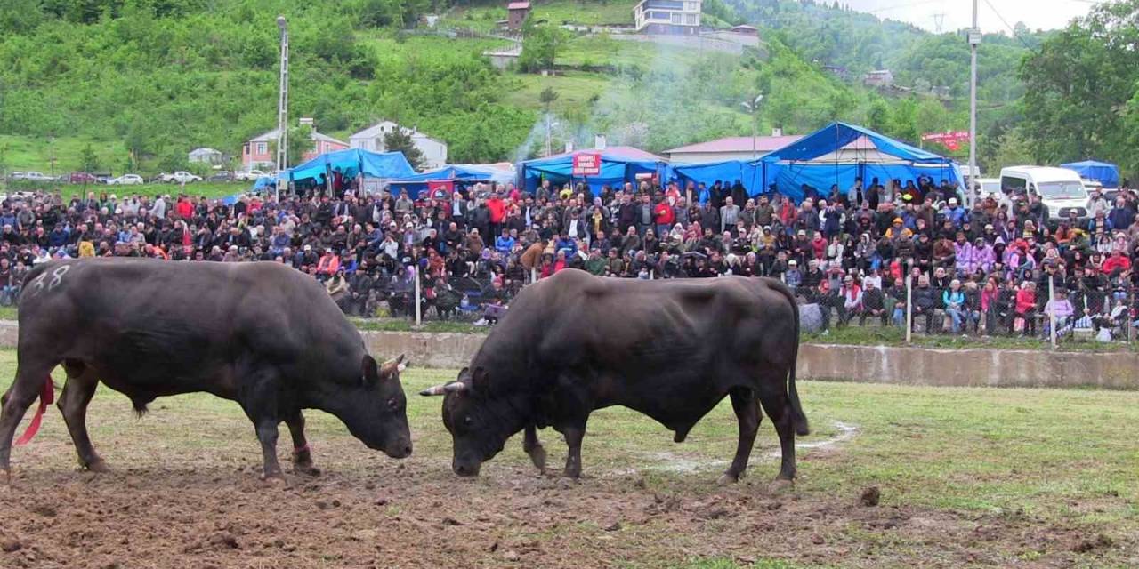 Artvin’de Haftasonu Düzenlenen Boğa Güreşleri Renkli Görüntülere Sahne Oldu