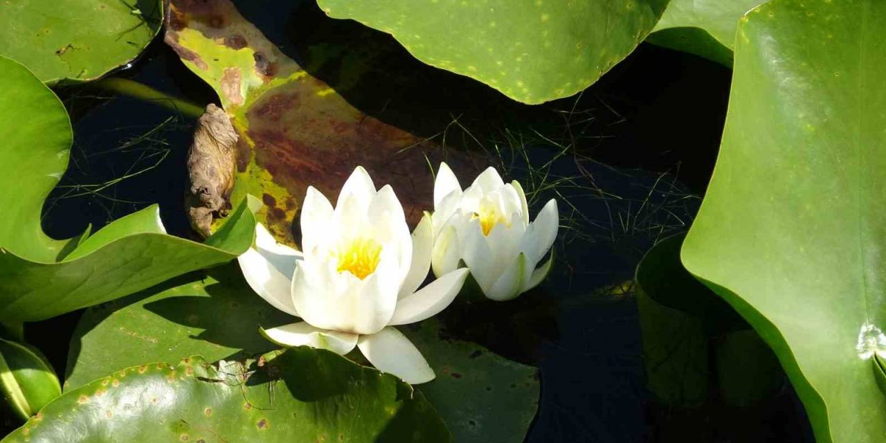 Bu Çiçeği Koparmanın Cezası 244 Bin Tl