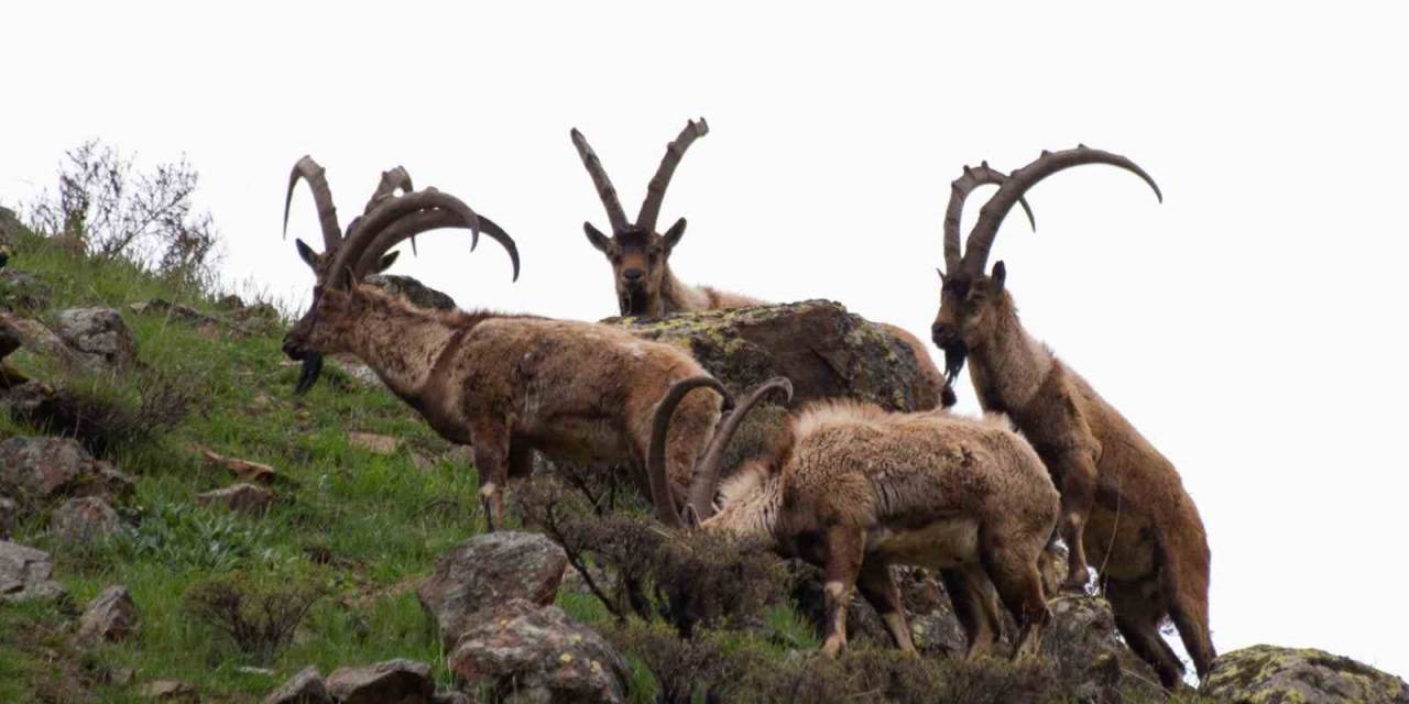Tunceli’de Boz Ayı Ailesi Ve Yaban Keçileri Görüntülendi