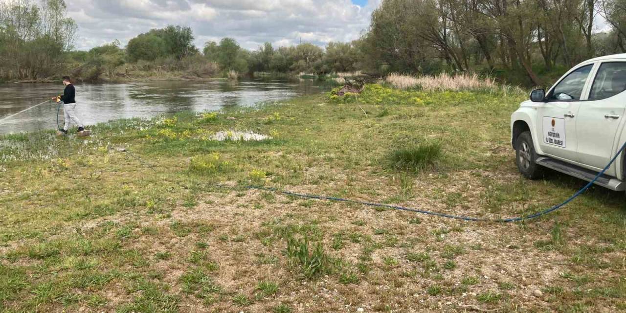 Kızılırmak’ta Üvez Sineği İle Etkin Mücadele Yapılıyor