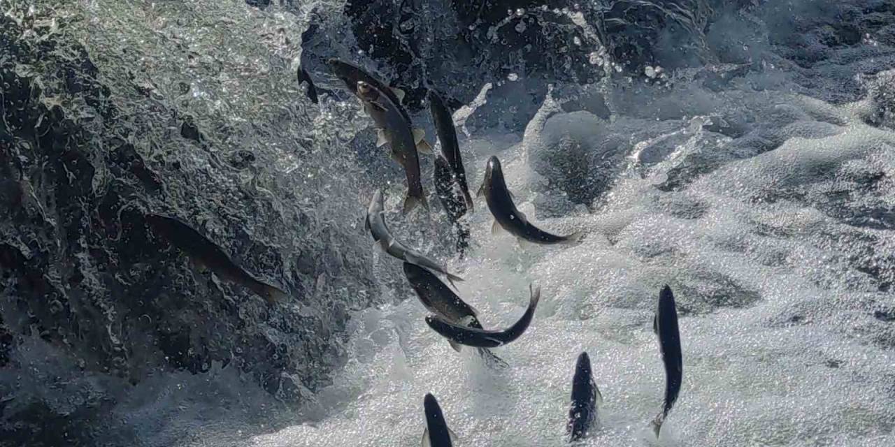 İnci Kefalinin Muhteşem Yolculuğu Başladı