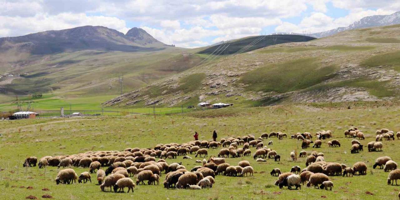 ‘köyümde Yaşamak İçin Bir Sürü Nedenim Var’ Projesi Çitçilerin Yüzünü Güldürdü