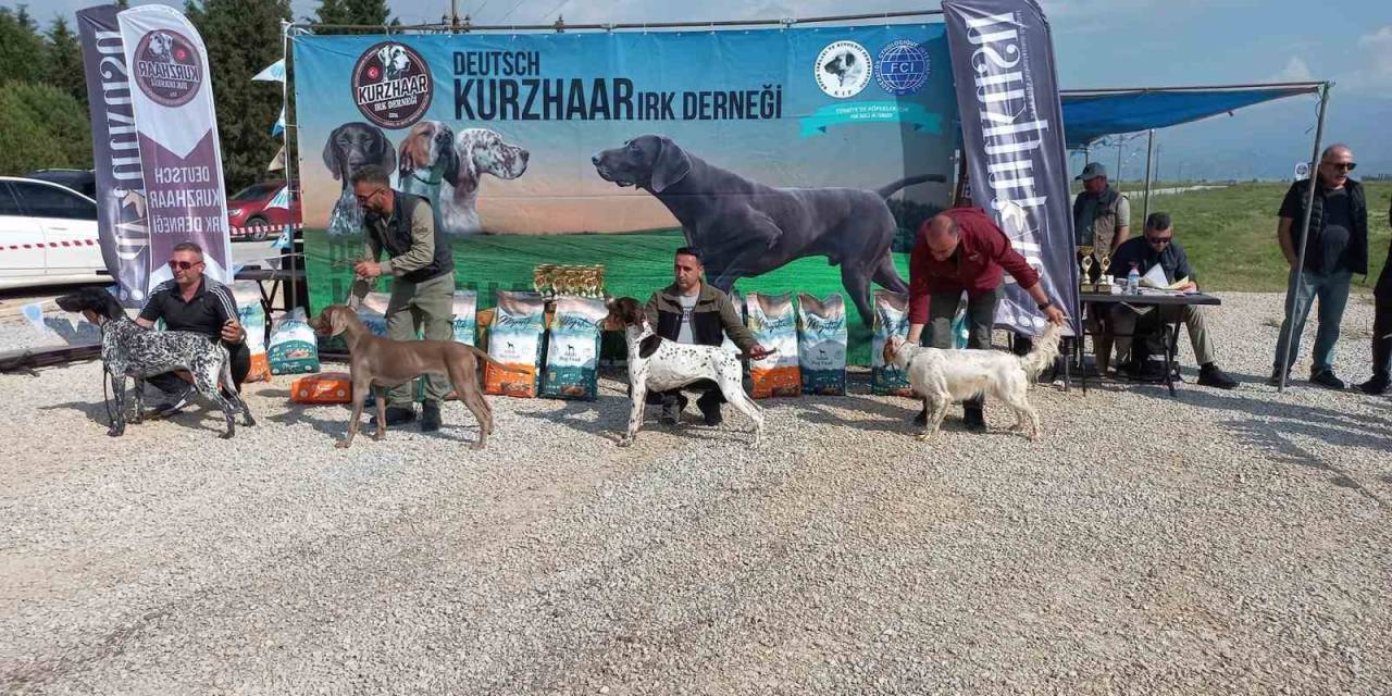 Fermalı Av Köpekleri Salihli’de Yarıştı