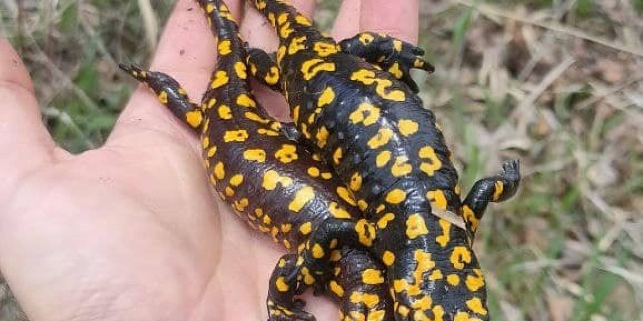 Nadir Görülüyordu, İkisi Bir Arada Görüntülendi