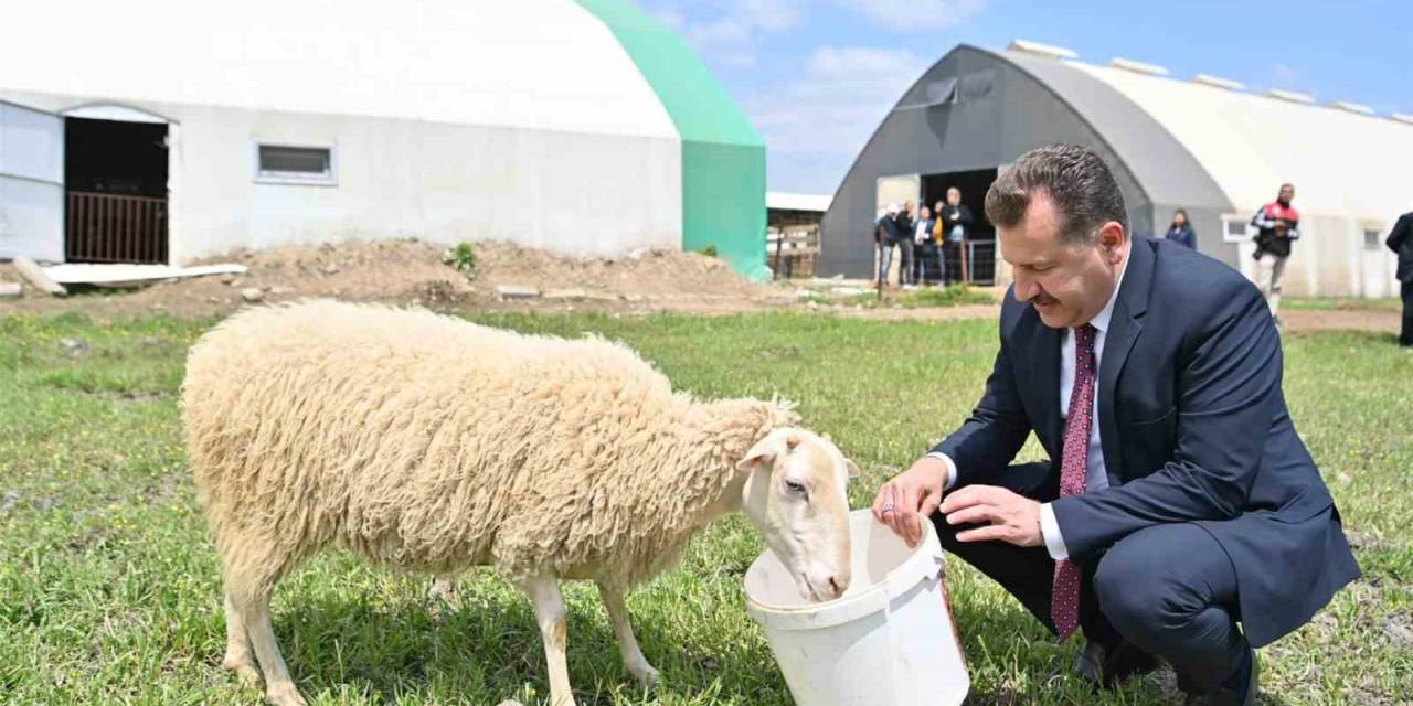 Balıkesir Hayvancılığın En İyisi Olma Yolunda