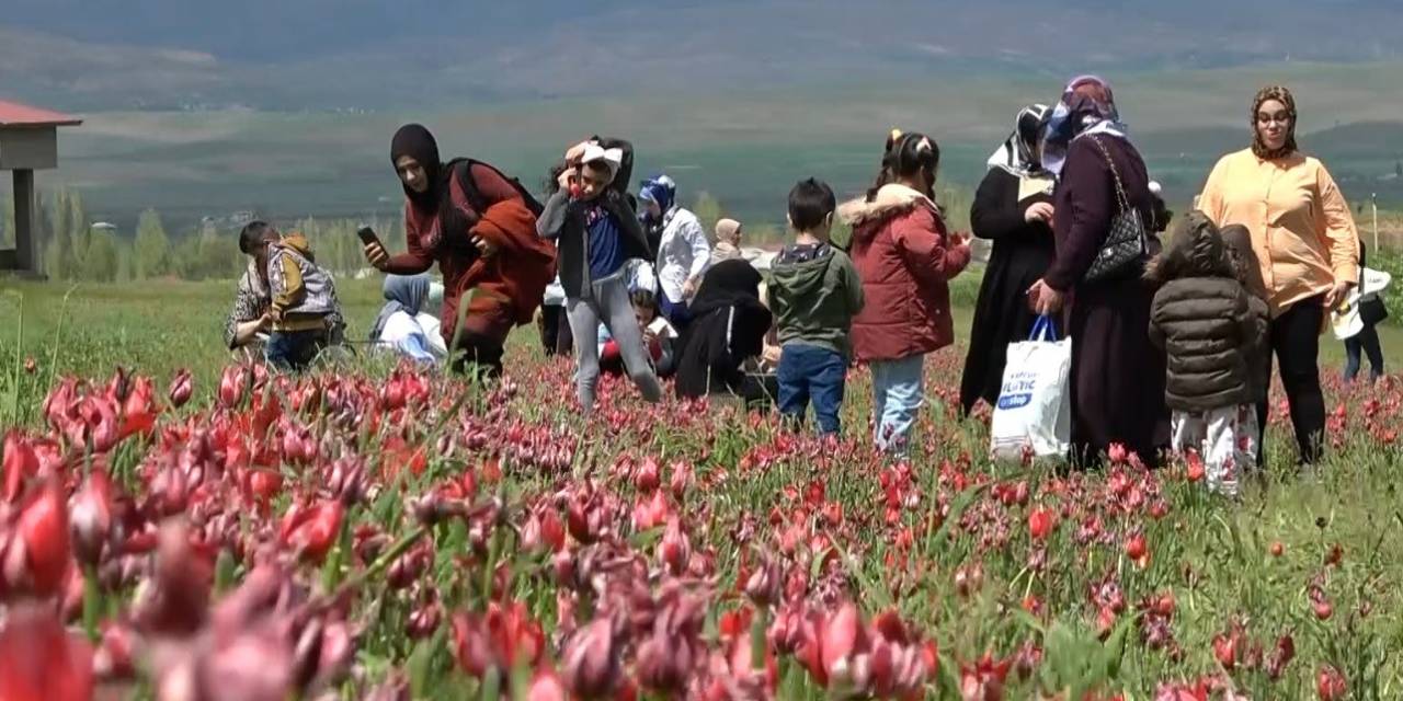 Depremzedeler Lale Tarlasında Depremin Olumsuzluklarını Unutuyor