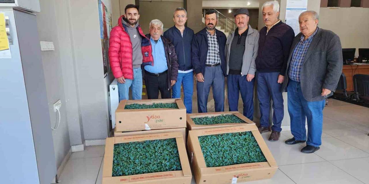 Tosya’da Çiftçilere 35 Bin Adet Domates Fidesi Dağıtıldı