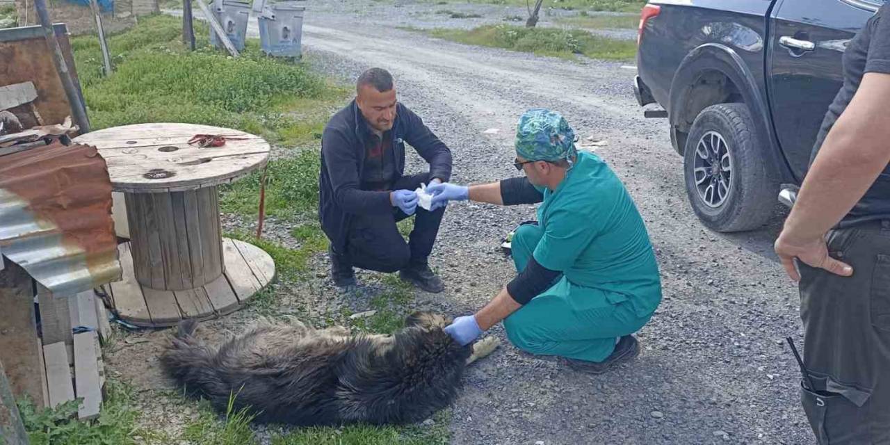 Yılanların Isırdığı Köpeklere Belediye Sahip Çıktı