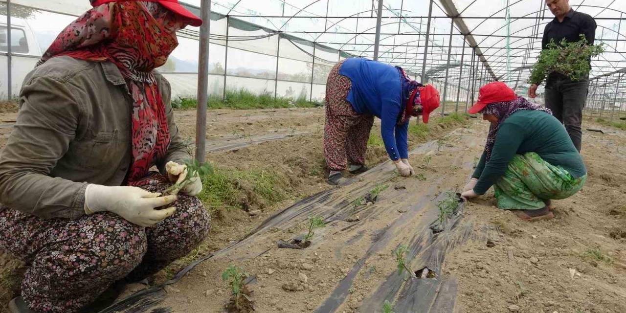 Isparta’da Domates Ve Karanfil Fideleri Toprakla Buluştu