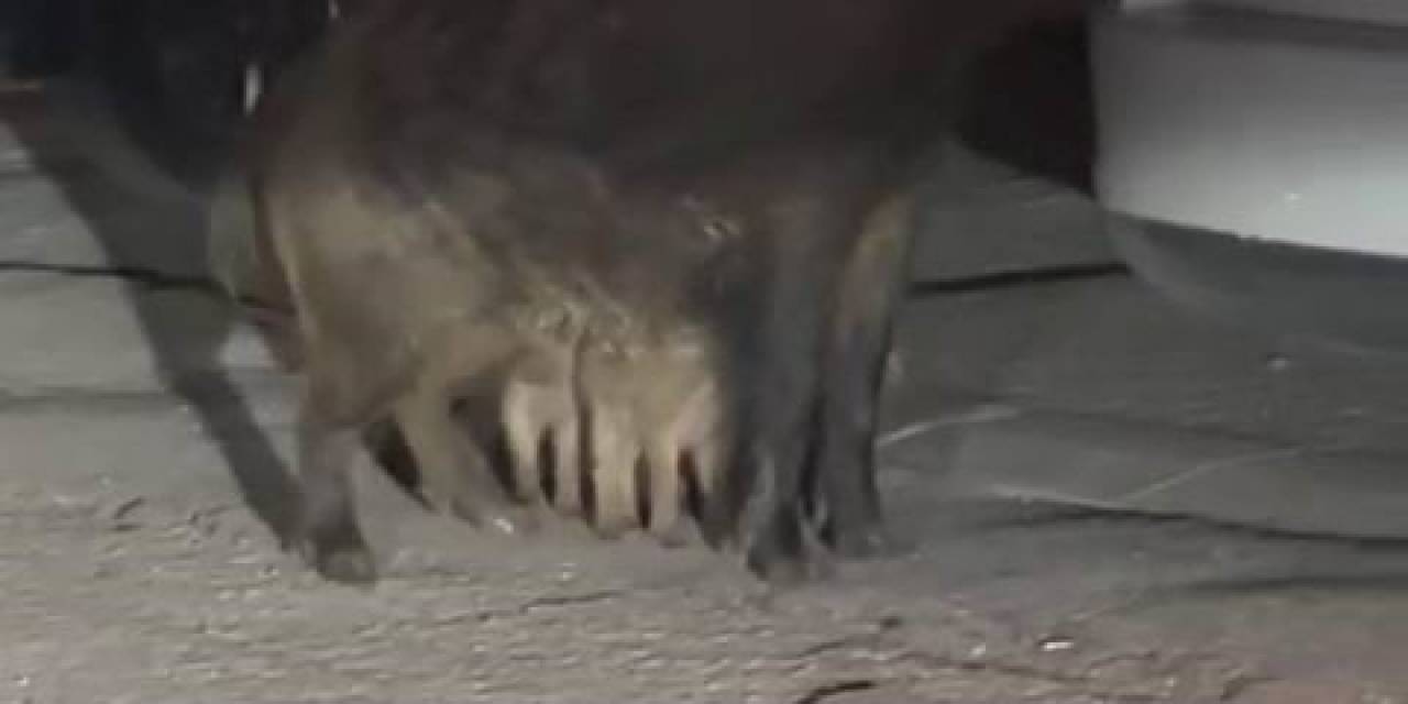 Tunceli’de Yaban Domuzları, Yavrularıyla Birlikte Yerleşim Yerine İndi