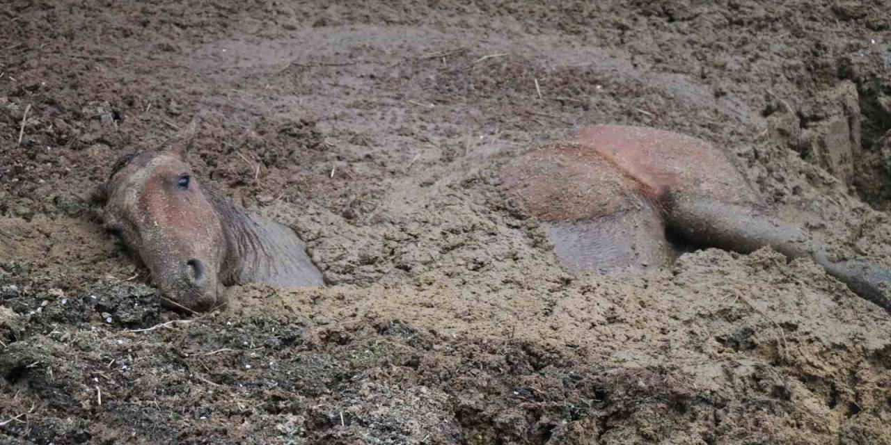 Gübreye Batan Yılkı Atının Zor Anları