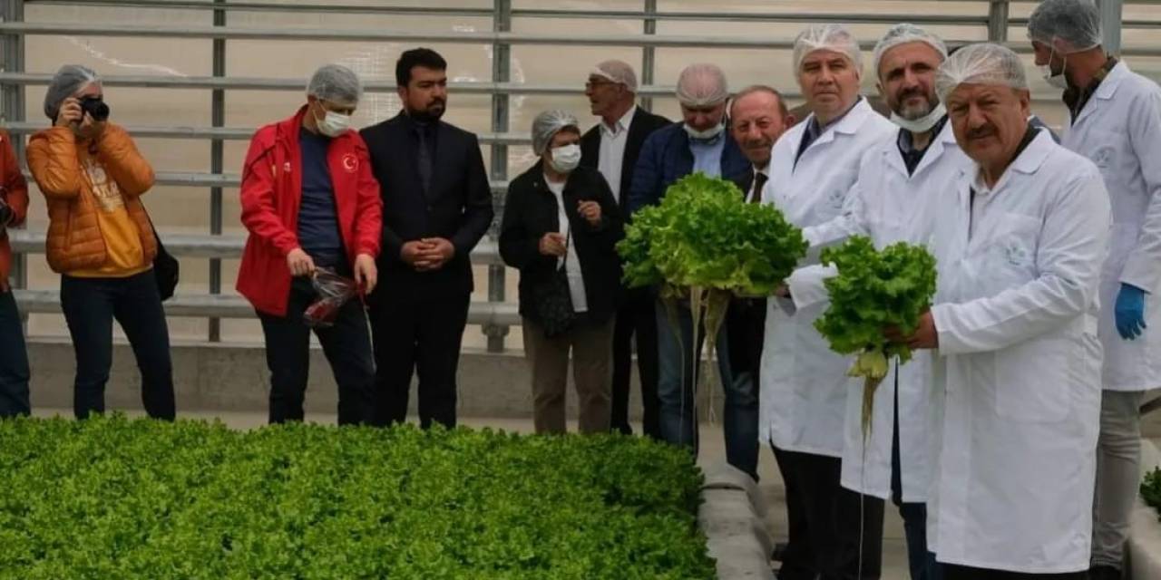 Jeotermal Serada İlk Hasat Sevinci