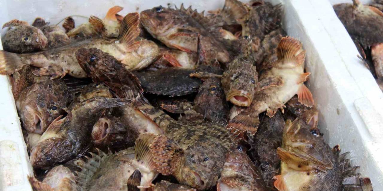 Dışı Zehirli, İçi Lezzetli İskorpit Balığı Tezgahlarda