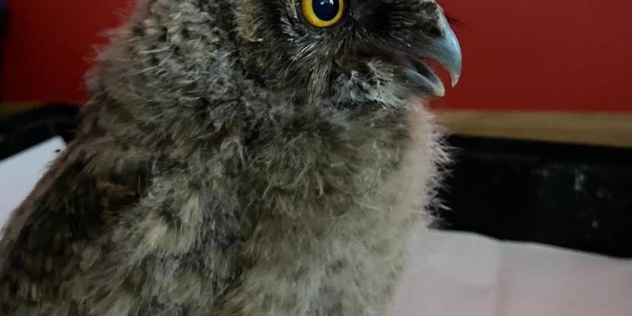 Yaralı Bulunan Baykuş Ekiplerin Maskotu Oldu
